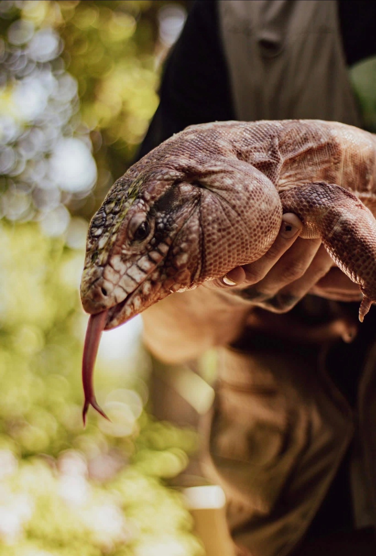 A brown and tan lizard with big cheeks is flicking out its tongue.
						 Niko is holding it in front of some greenery. The camera is focused
						 on the lizard; both Niko and the greenery are out of focus