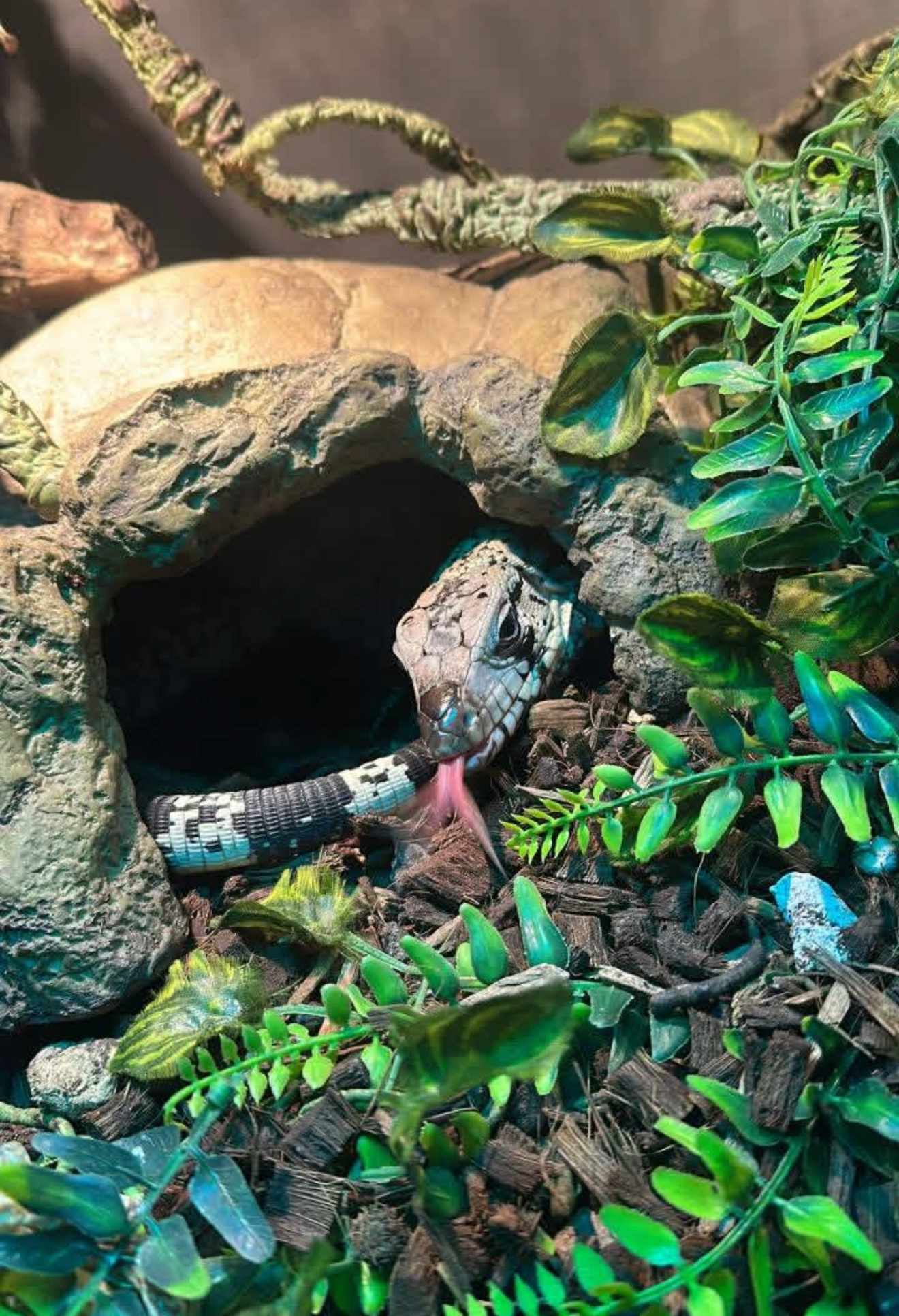 The lizard is inside of its enclosure's cave. It is white and has black stripes down its tail. The lizard's head has speckles of black; it is flicking its tongue in the photo.