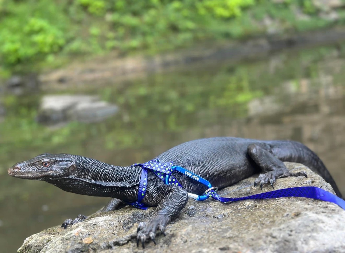 A jet black lizard with a long neck has a blue harness on.
						 Its laying on a sunny rock in front of a stream. The stream 
						 and river bank are out of focus in the background.