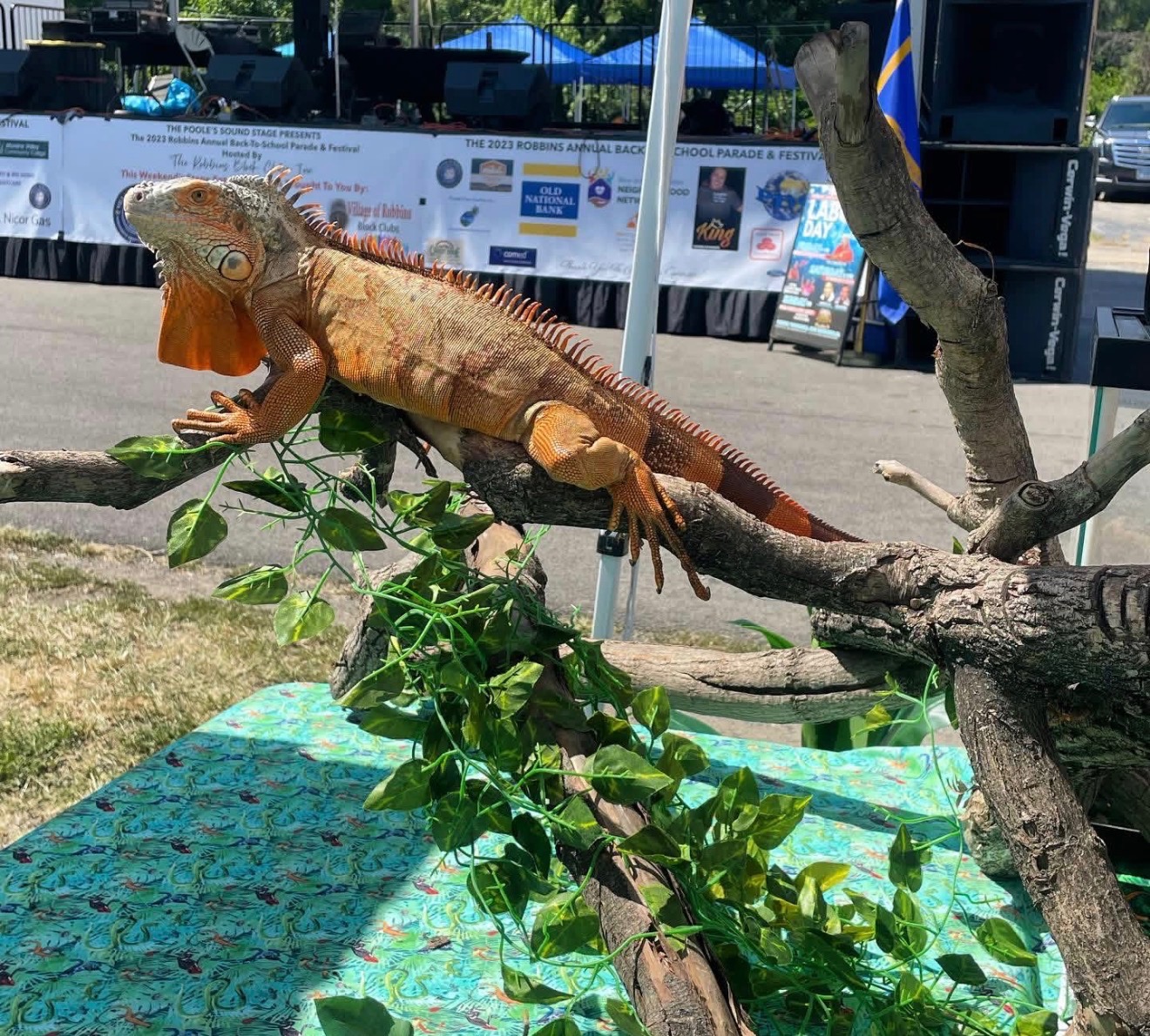 There is a iguana on a tree branch in an outdoors
						 event; its body is light orange. Its head is mostly
						 white with tints of orange around the eye and cheek.
						 It has thick, dark orange rings going down its tail.