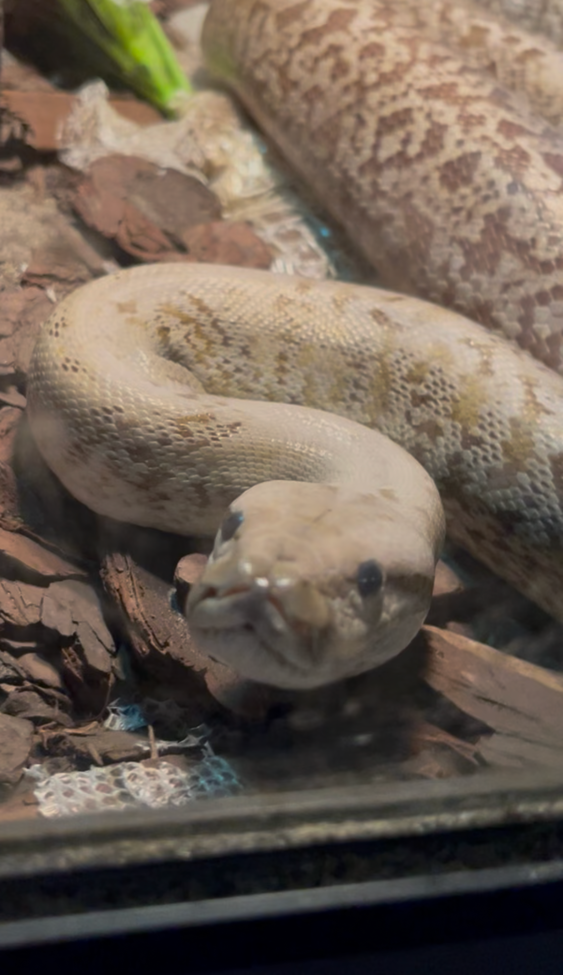 There is a light tan snake with light brown patterns down its
						 body. The snake is inside of its cage looking up at the camera.
						 The snake is on top of a mat and is surrounded by bits of bark.