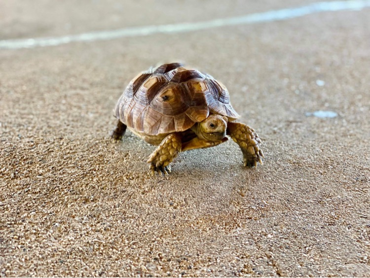 A small, light yellow turtle is strolling over some tan pavement.
					 Its shell's base color is varying shades of brown with light yellow
					 accents. The turtle's feet have dirt all over them. A small clump
					 of dirt is sitting on the top of its shell.
