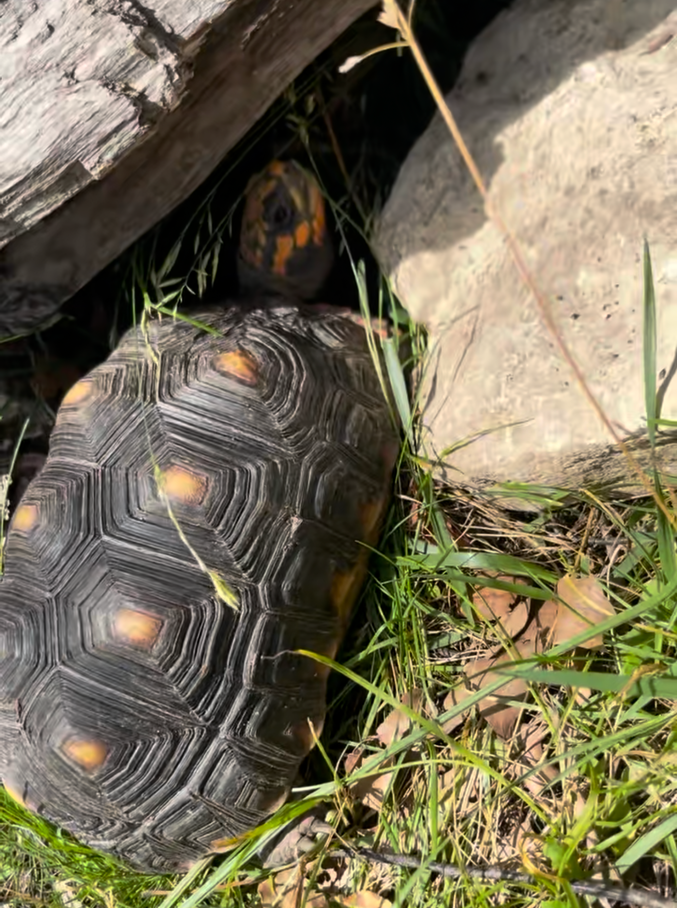 The bright sun is beating down on a pile of rocks in the grass.
					 the photo is a close up of a turtle sticking its head under a rock for
					 shade; the shell remains in the direct sunlight. The turtle is almost
					 completely black except for the yellow and orange patches on its head.
					 The tips of the shell's blunt points are also orange and yellow.