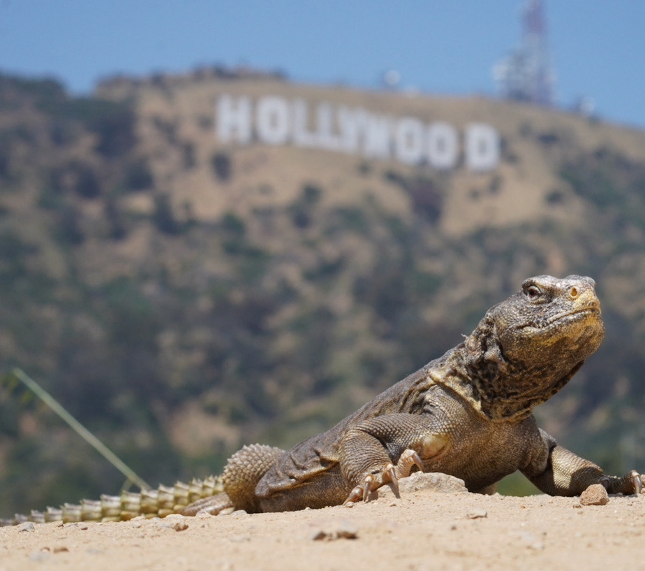 A lizard perched on a rock; the hollywood sign is visible in the background.